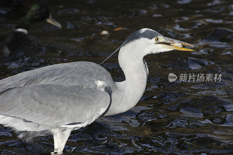 吃面包的苍鹭Ardea cinerea